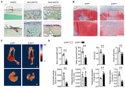 Connective Tissue Growth Factor From Periosteal Tartrate Acid Phosphatase-Positive Monocytes Direct Skeletal Stem Cell Renewal and Fate During Bone Healing